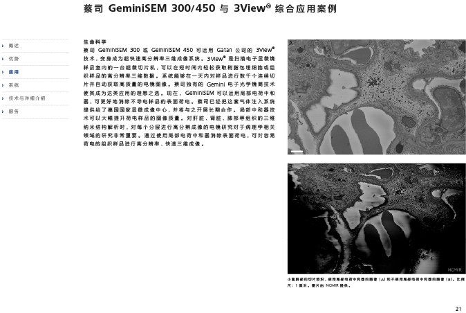 CN_40_011_095_GeminiSEM_rel_3_1-21 CN_40_011_095_GeminiSEM_rel_3_1-21