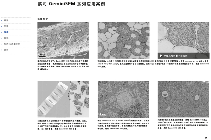 CN_40_011_095_GeminiSEM_rel_3_1-25 CN_40_011_095_GeminiSEM_rel_3_1-25